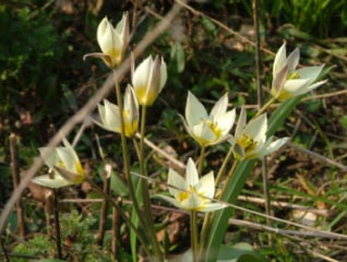 Tulipa sogdiana (bucharica) bestellen